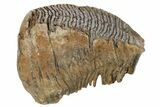 Fossil Woolly Mammoth Molar - Siberia #235040-1